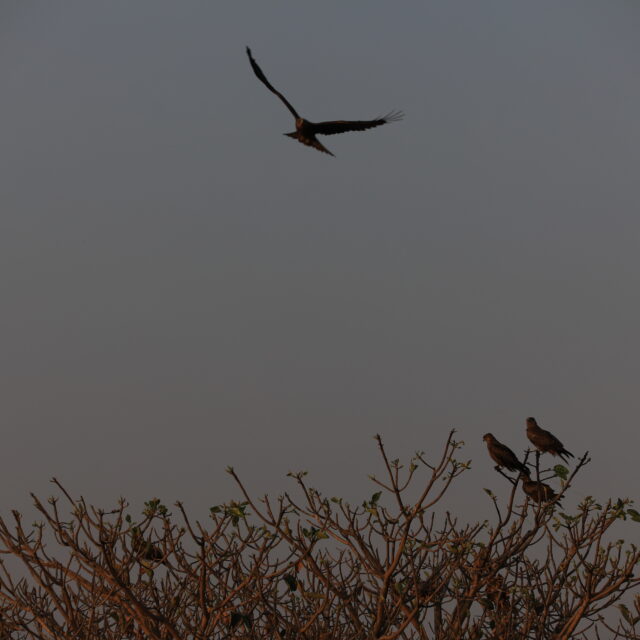 Birds on the shores of Lake Tana (2) Birds on the shores of Lake Tana (2)