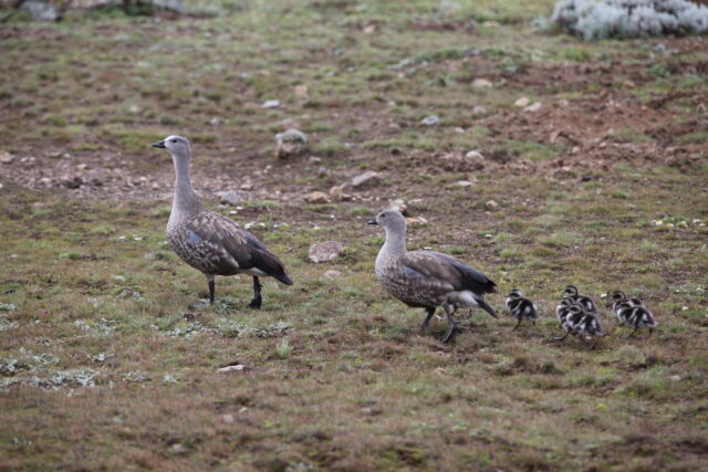 Blue Winged Goose - Bale Mountains NP (2)