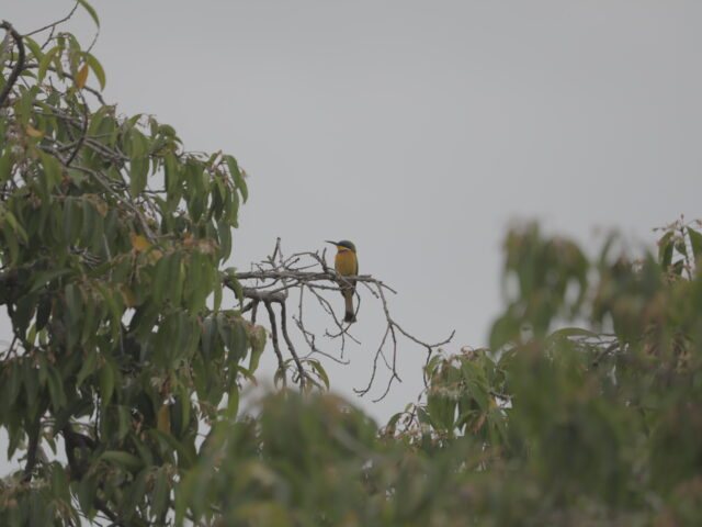Carmine Bee-Eater Lake Tana (2)