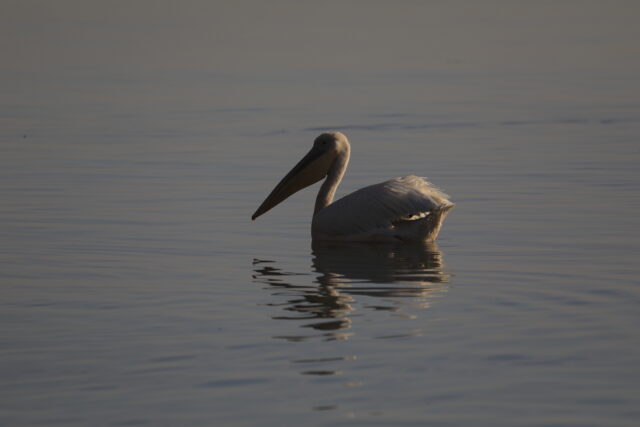 Lake Tana Pelican https://untoldethiopiatours.com/wp-content/uploads/2018/09/Lake-Tana-Pelican-640x427.jpg