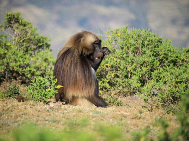 A crying Gelada - Debre Libanos