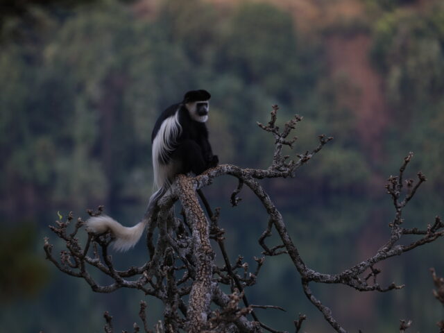 Colobus monkey on Lake Zengena (2)