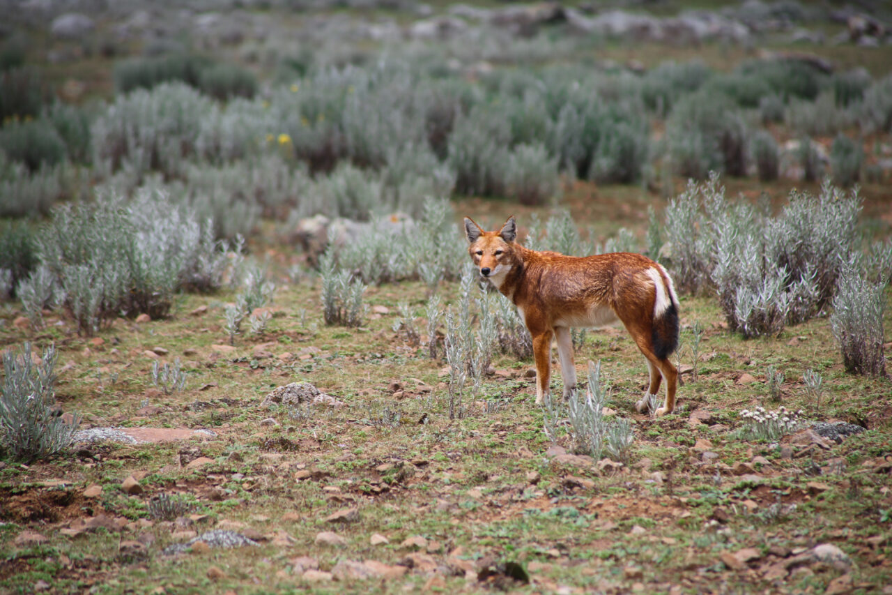 Ethiopian Wolf - Bale Mountains NP