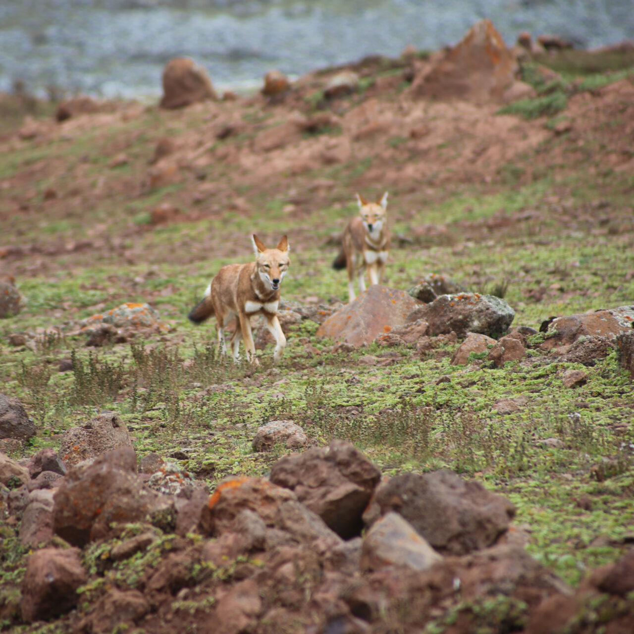 Wildlife Holiday to the Bale Mountains National Park