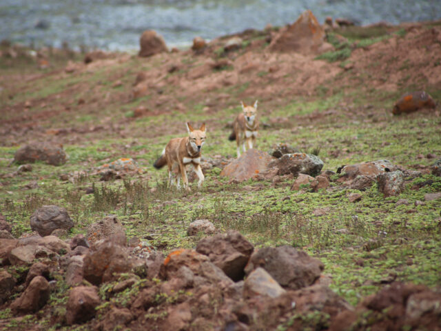 Wildlife Holiday to the Bale Mountains National Park